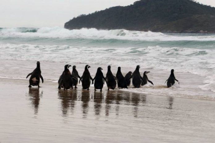 Pinguins-de-Magalhães são soltos em Florianópolis - 13 animais na beira do mar com ilha ao fundo