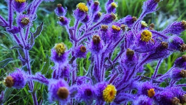 Serra catarinense amanhece com temperaturas negativas