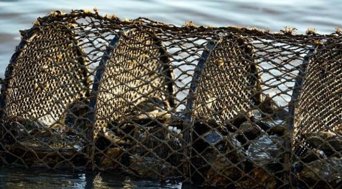 arapuca no mar em áreas de cultivo de moluscos - ostras, mariscos e mexilhões