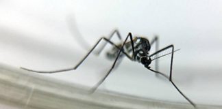 No Brasil, a febre amarela é transmitida pelos mosquitos dos gêneros Haemagogus e Sabethes. Os macacos, que vivem no mesmo ambiente silvestre que esses mosquitos, são as primeiras vítimas da doença - José Damacena/Fiocruz/Divulgação/CSC