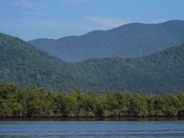 morros cobertos por florestas da mata atlântica próximos a mangue na beira do mar