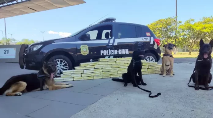 Cães da Polícia Civil encontram 90 quilos de maconha na rodoviária Rita Maria