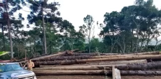 flagrante de supressão de vegetação nativa em santa catarina - crime ambiental