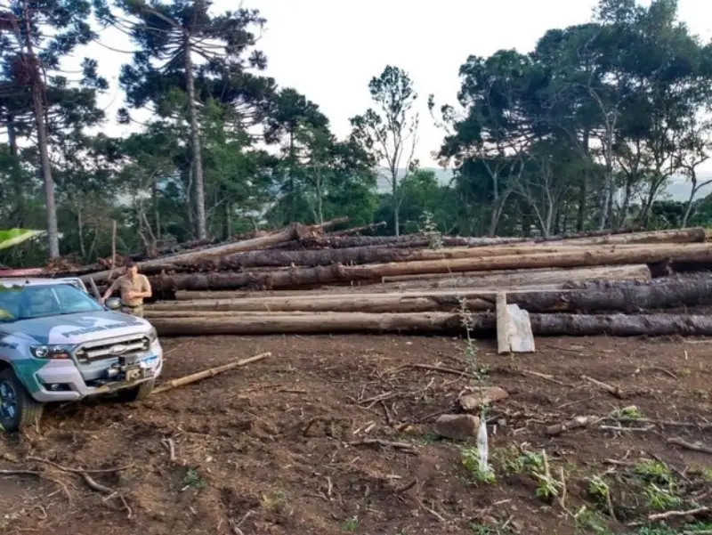 flagrante de supressão de vegetação nativa em santa catarina - crime ambiental