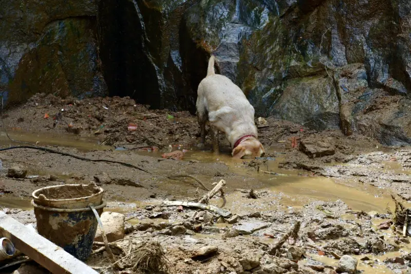 cães especializados buscam por vítimas de soterramento em petrópolis