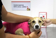 Diretoria de Bem-Estar Animal de São José distribui em média 500 vales por mês para castração
