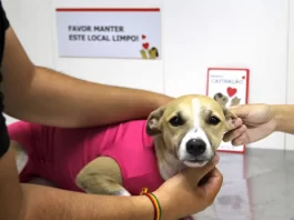 Diretoria de Bem-Estar Animal de São José distribui em média 500 vales por mês para castração