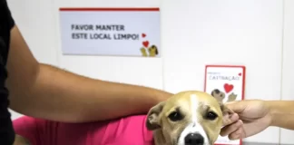 Diretoria de Bem-Estar Animal de São José distribui em média 500 vales por mês para castração