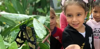 Borboletário é criado em escola de Florianópolis