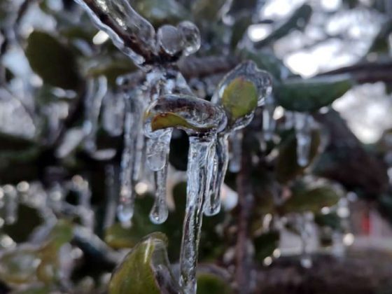 Árvores congelam no frio da serra catarinense