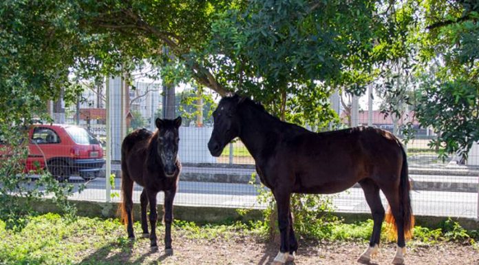 Final feliz para dois cavalos resgatados em São José