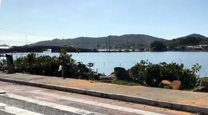 Árvores são cortadas para início da obra da ponte da Lagoa da Conceição