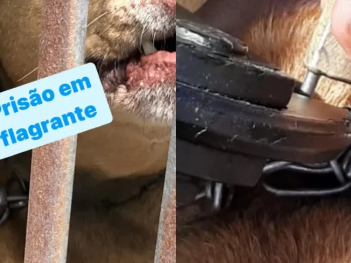 Homem é preso em Palhoça por diversos maus-tratos de cães