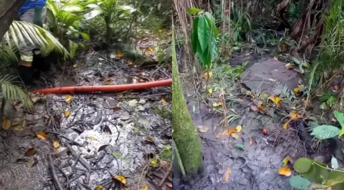 extravasamento de esgoto na lagoa da Conceição