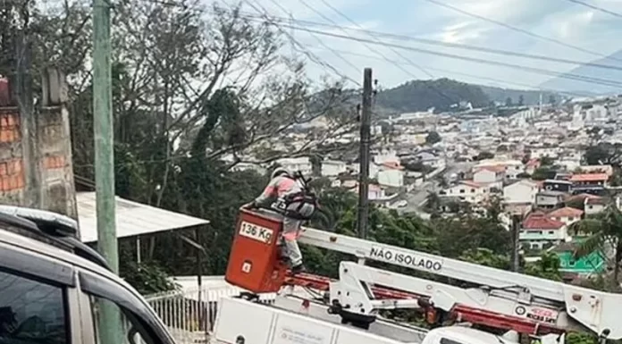 Operação Garfield, contra gatos em São José