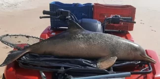 Toninhas mortas encontradas em praias de Florianópolis