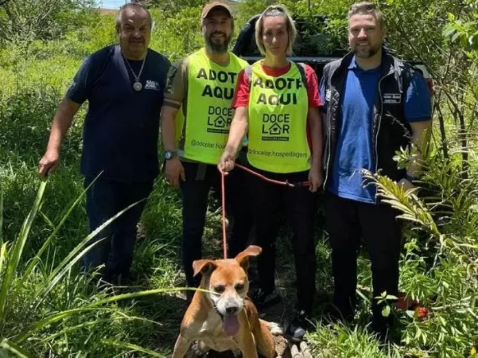 Cães vítimas de maus-tratos são resgatados em construção clandestina, em São José