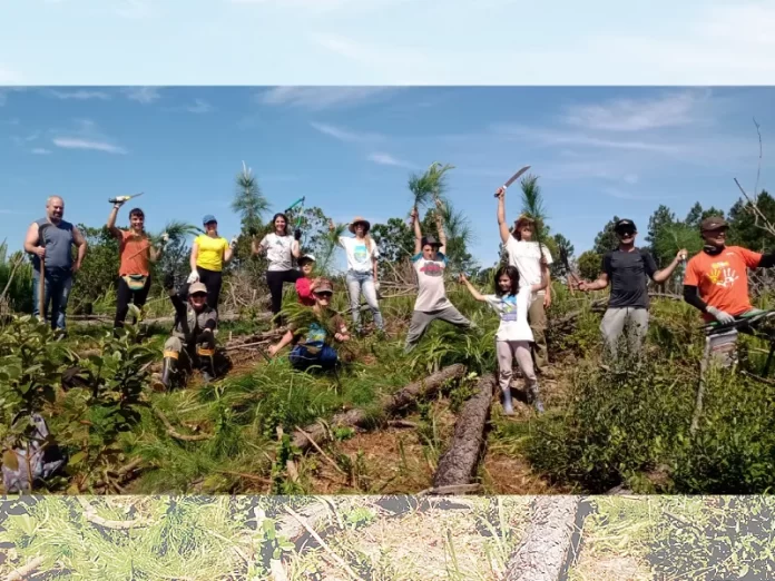 Voluntários comemoram retirada das plantas exóticas do Parque do Tabuleiro