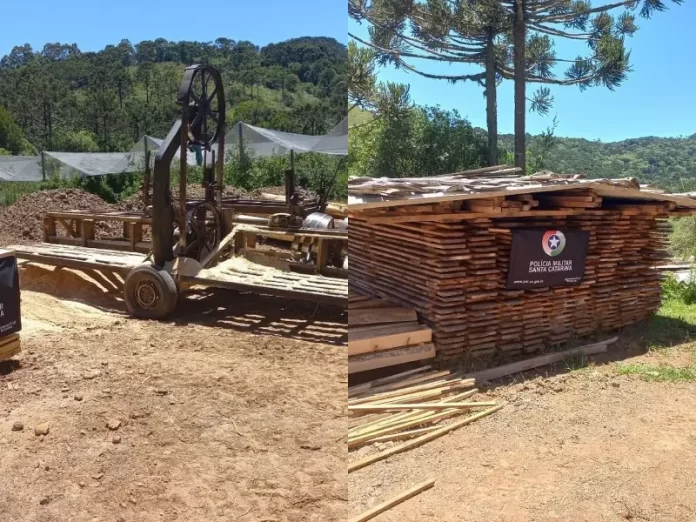 Corte ilegal de araucárias em São Joaquim