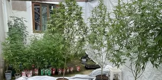 Plantação de maconha apreendida em Palhoça