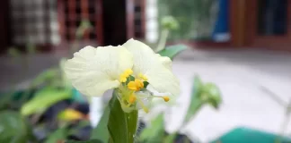 Commelina catharinensis