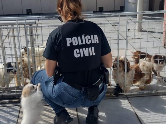 Canil clandestino é fechado em São José