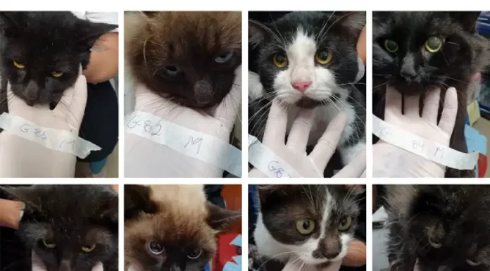 gatos abandonados em são josé começam a ser adotados