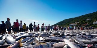 Grande cerco no costao direito da Lagoinha rendeu mais de 27 mil peixes.