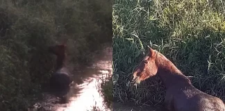 Cavalo resgatado de vala em São José