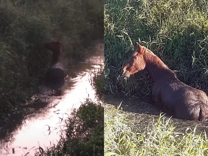 Cavalo resgatado de vala em São José