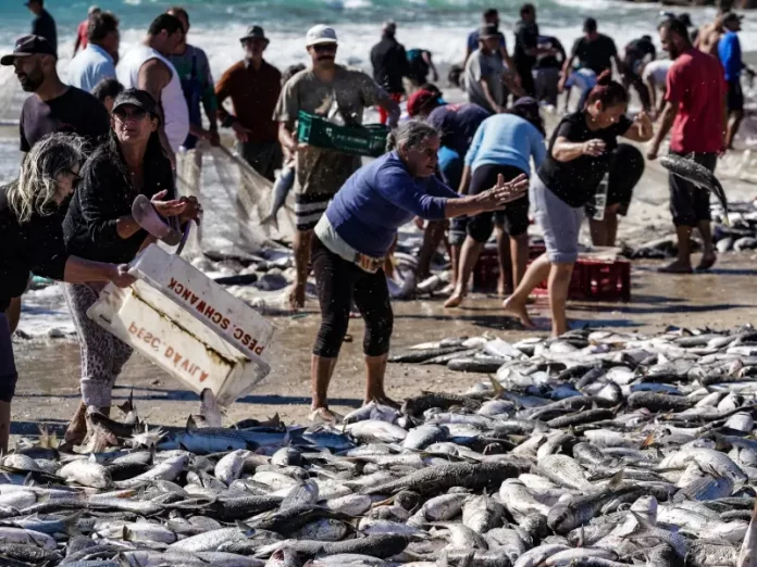 Temporada de pesca da tainha de 2023 é encerrada com limite da cota