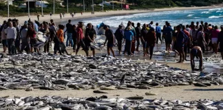 Pesca da Tainha na Lagoinha em Florianópolis