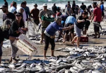 Temporada de pesca da tainha de 2023 é encerrada com limite da cota