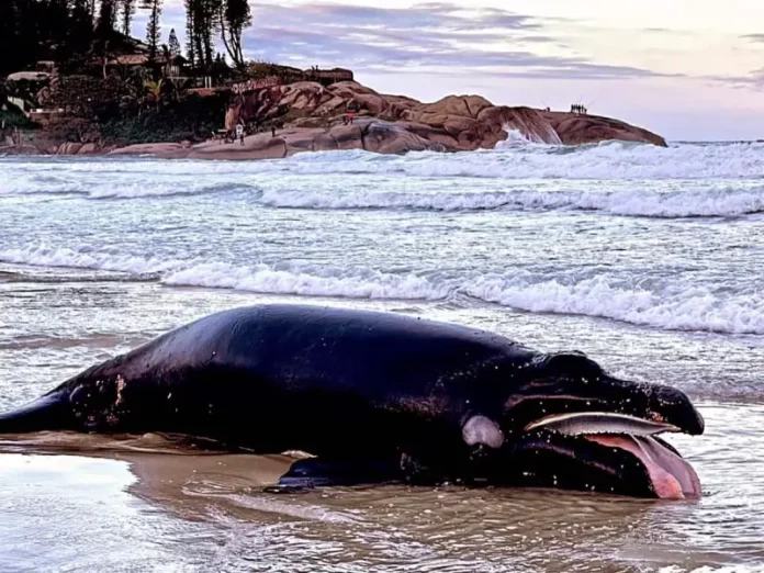 Baleia-franca é encontrada morta na Praia da Joaquina