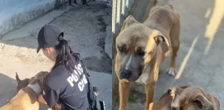 Pit-bulls eram mal alimentados