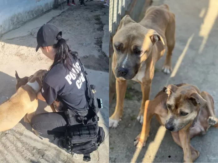 Pit-bulls eram mal alimentados