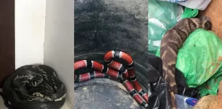 Cobras encontradas em casas na Grande Florianópolis