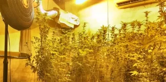 Casa usada como estufa de maconha é descoberta em Palhoça