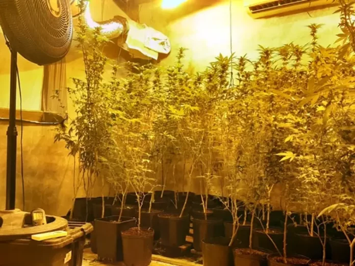 Casa usada como estufa de maconha é descoberta em Palhoça