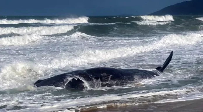 Baleia cachalote morreu encalhada em Florianópolis