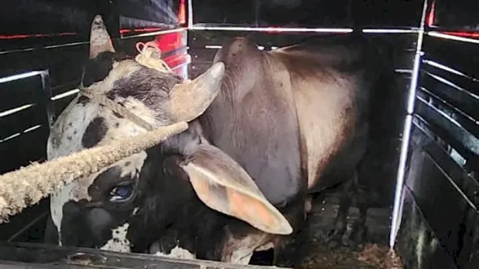 Operação resulta em prisão por envolvimento em Farra do Boi e embriaguez ao volante