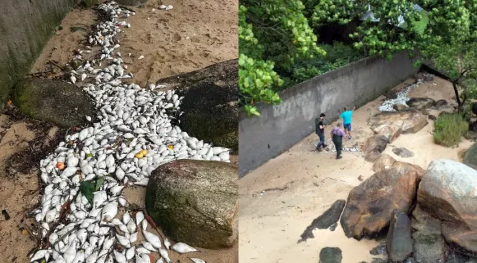 Órgãos ambientais investigam mau cheiro e mortandade de peixes em São José