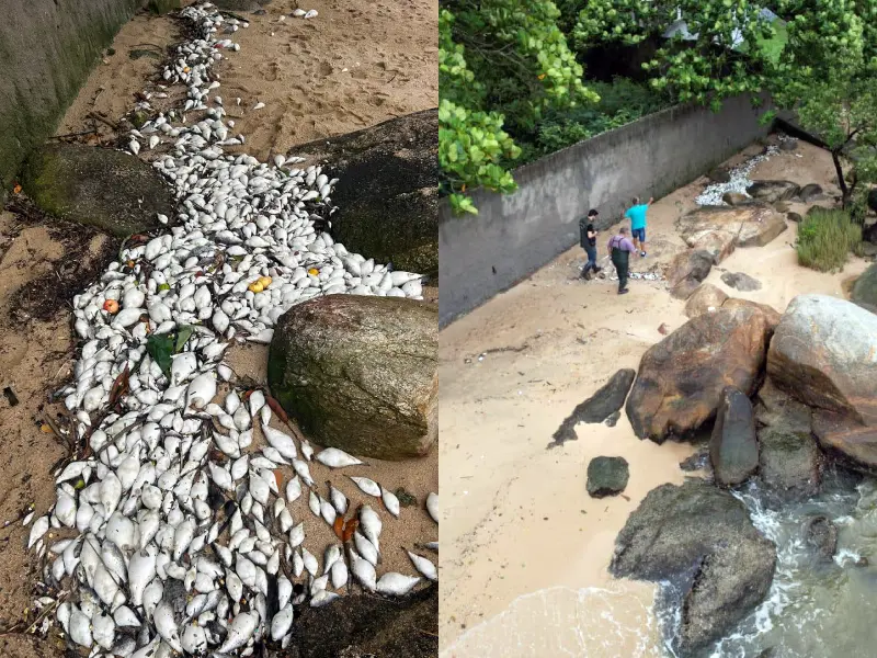 Órgãos ambientais investigam mau cheiro e mortandade de peixes em São José