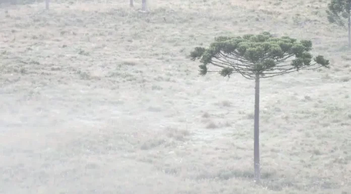 Serra catarinense tem as primeiras grandes geadas do ano