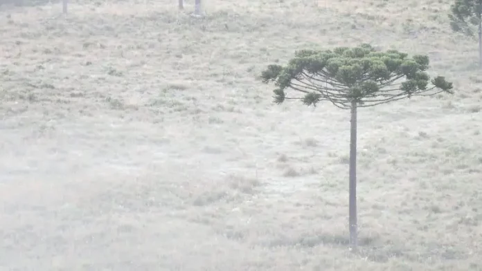 Serra catarinense tem as primeiras grandes geadas do ano