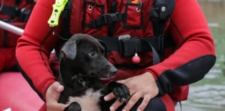 Animais resgatados no RS