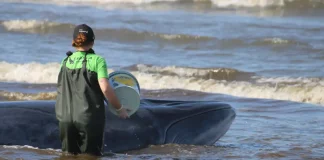 Baleia encalhada no litoral catarinense movimenta instituições e entidades para salvá-la