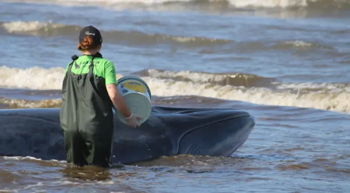 Baleia encalhada no litoral catarinense movimenta instituições e entidades para salvá-la