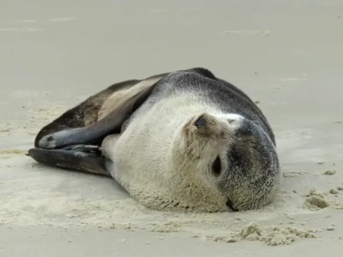 Lobo-marinho descansa na Praia dos Açores, em Florianópolis